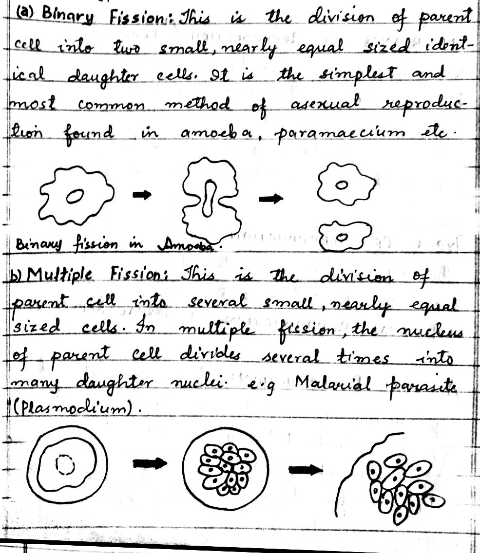 class 10 science chapter 8 how do organisms reproduce notes Jkbose Cbse Handwritten notes Question answers Ncert solutions